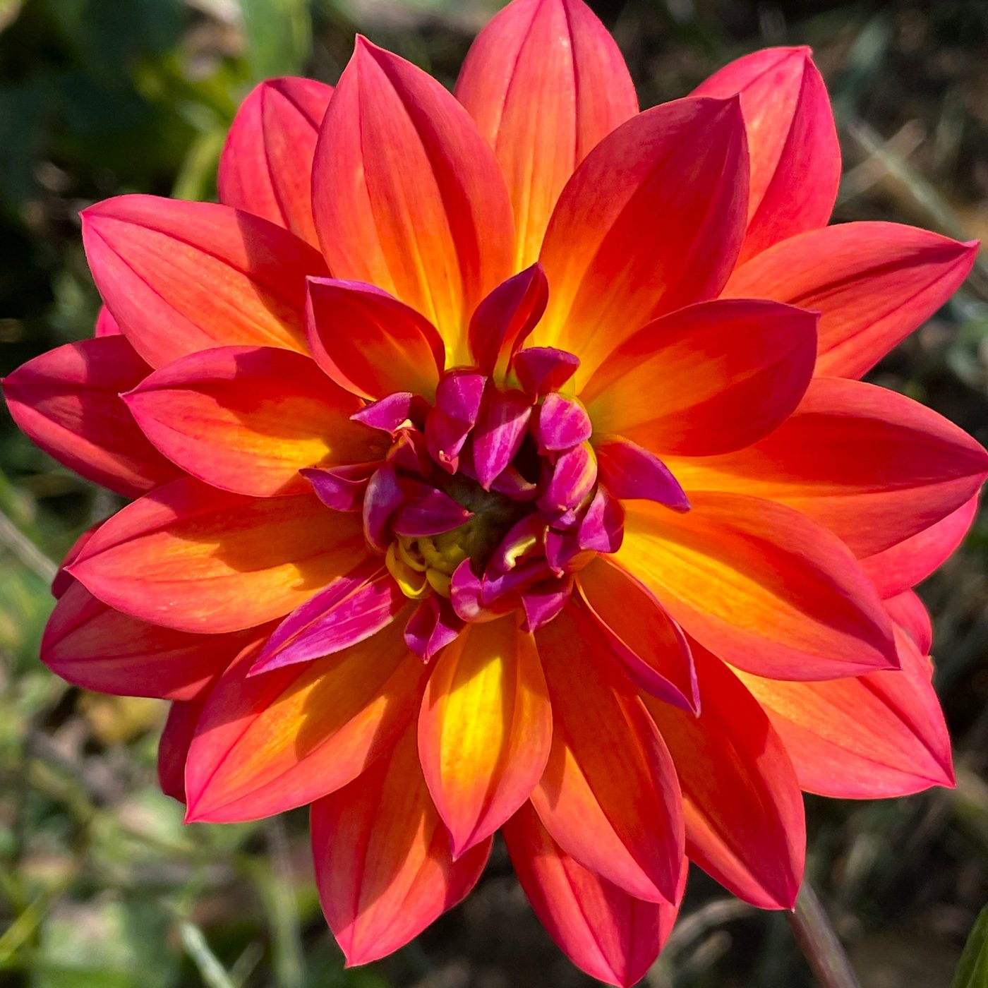 A close-up ball dahlia grown at Little Afton Flowers
