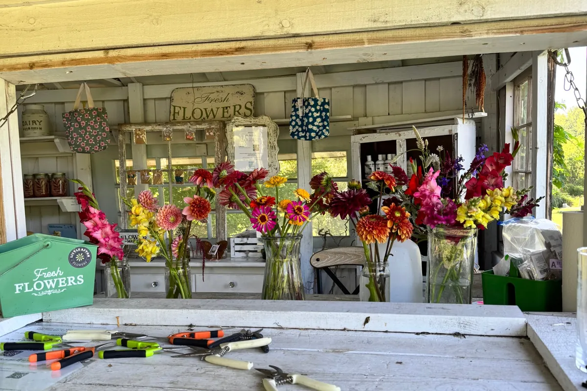The open stand counter, with jars of dahlias, zinnias and gladiolus ready to take home