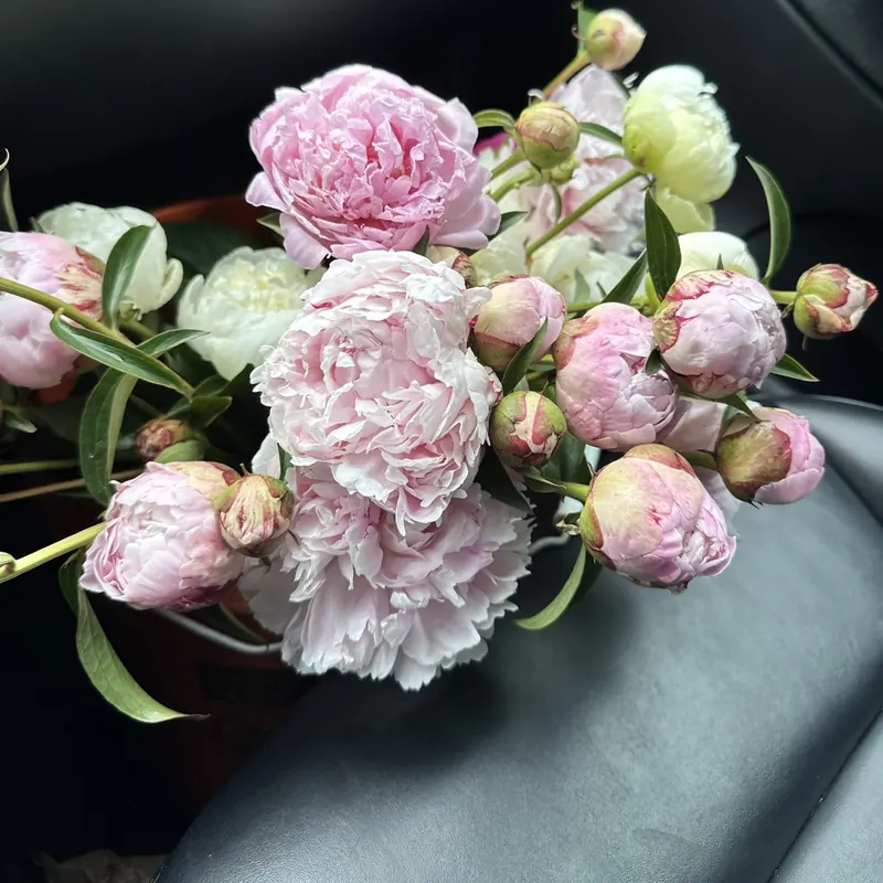 Blush pink peonies and buds at Little Afton Flowers