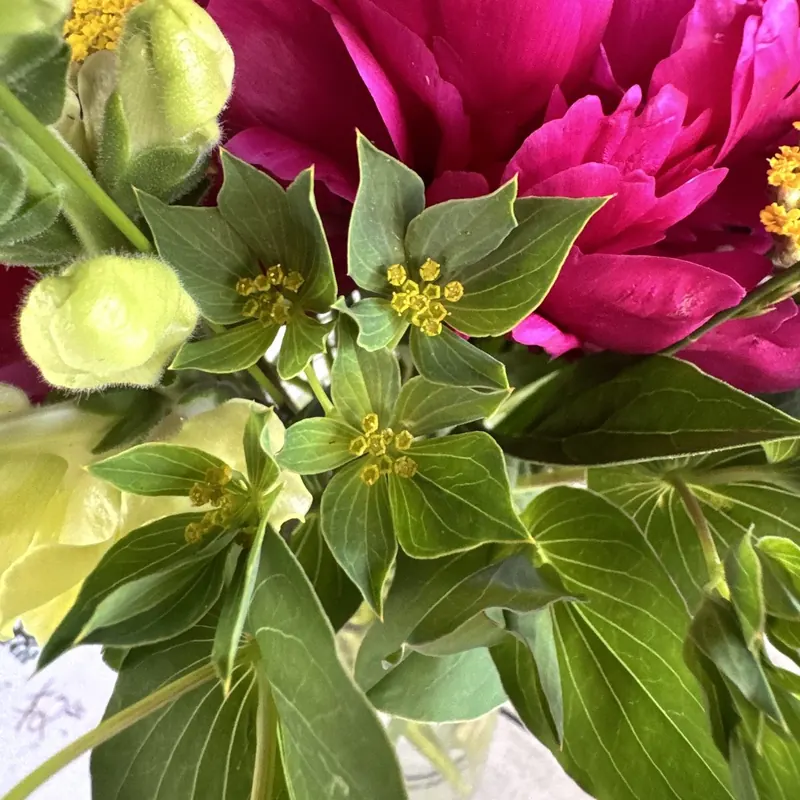 Peony and green bupleurum bouquet at Little Afton Flowers