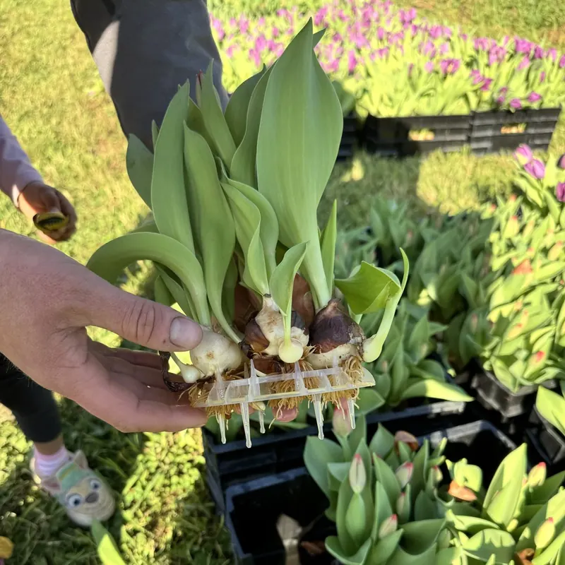 Tulip bulbs ready for the field at Little Afton Flowers