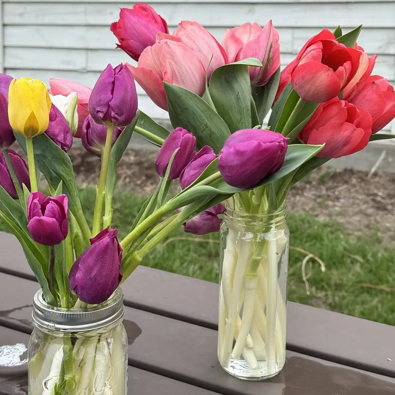 Jars of fresh-cut tulips at Little Afton Flowers