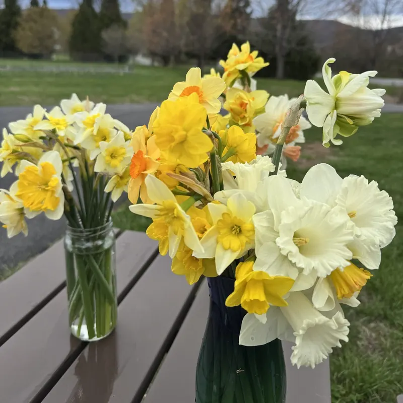Mixed daffodil bouquets at Little Afton Flowers