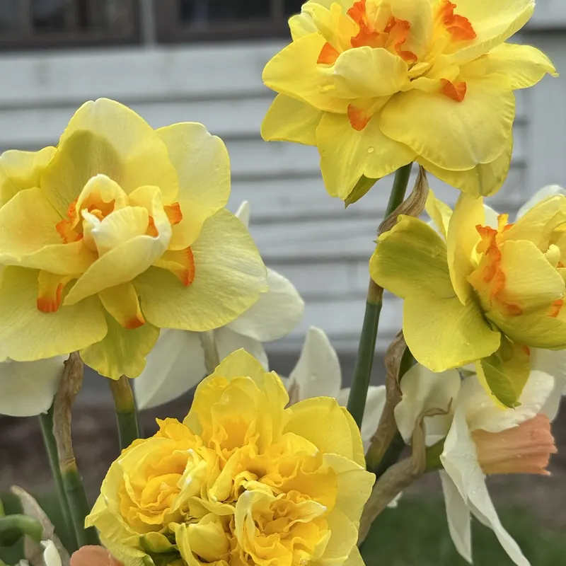 Double daffodils in bloom at Little Afton Flowers