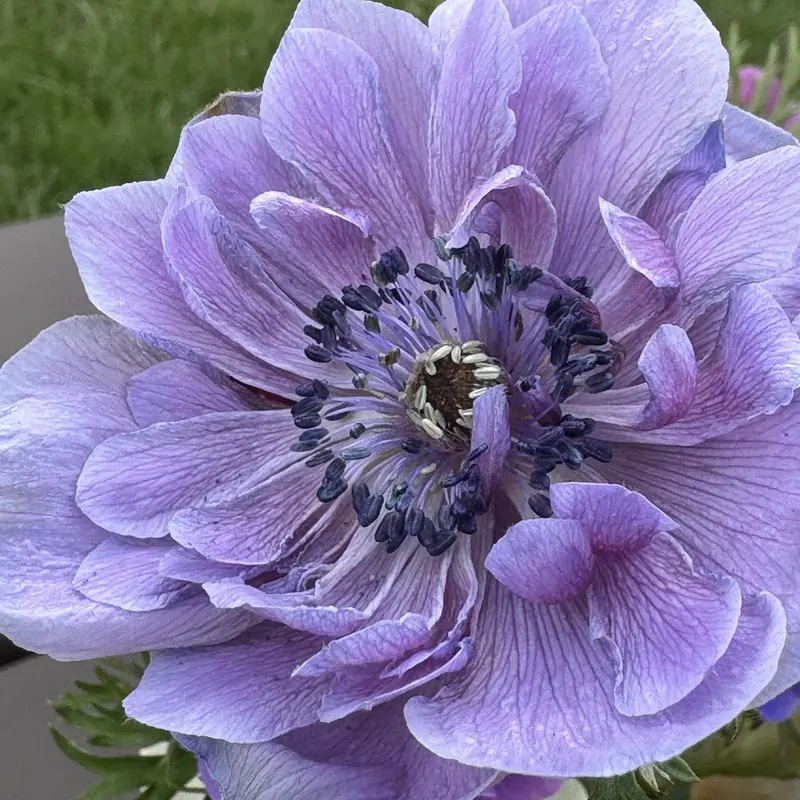 Lavender anemone at Little Afton Flowers