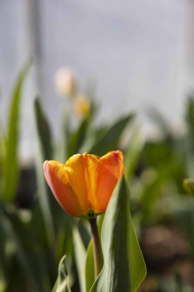 Spring flowers