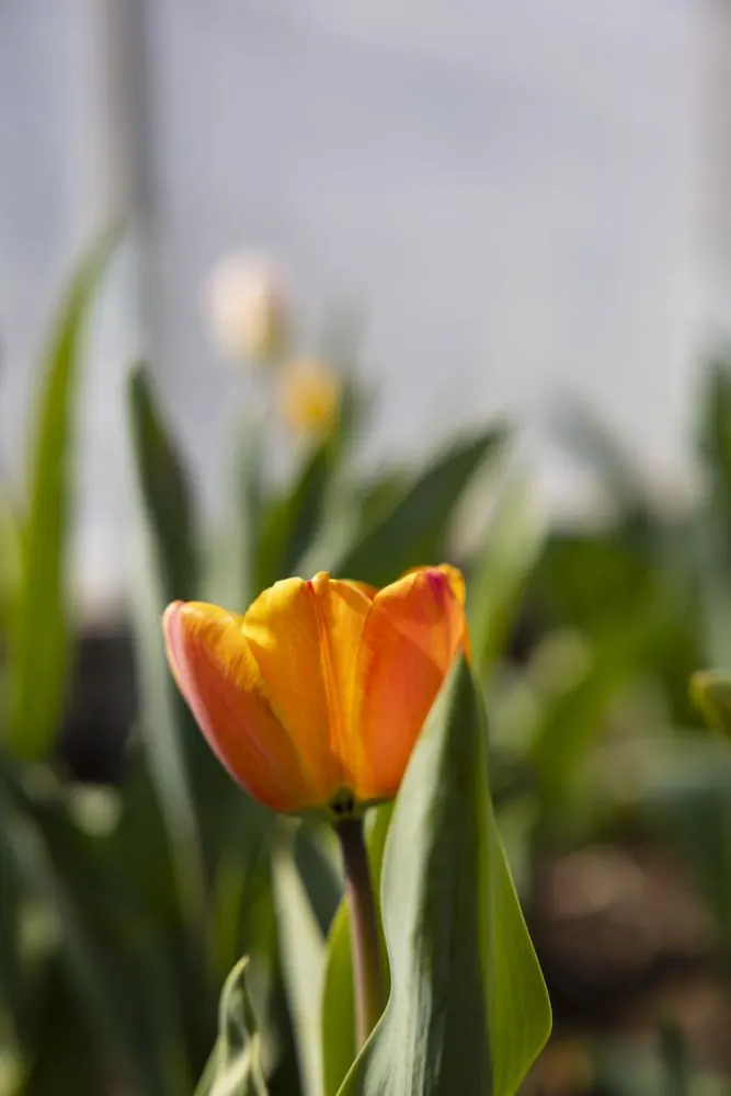 Orange tulip at Little Afton Flowers