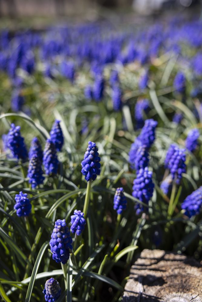 Spring flowers at Little Afton Flowers