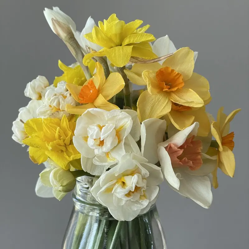 Jar of mixed daffodils at Little Afton Flowers
