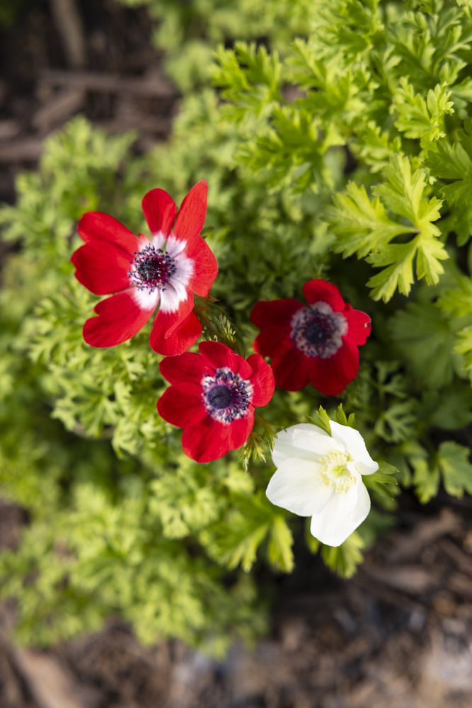 Spring flowers at Little Afton Flowers