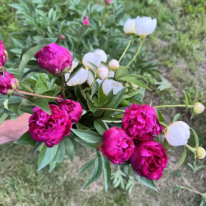 Bucket of magenta and white peonies at Little Afton Flowers