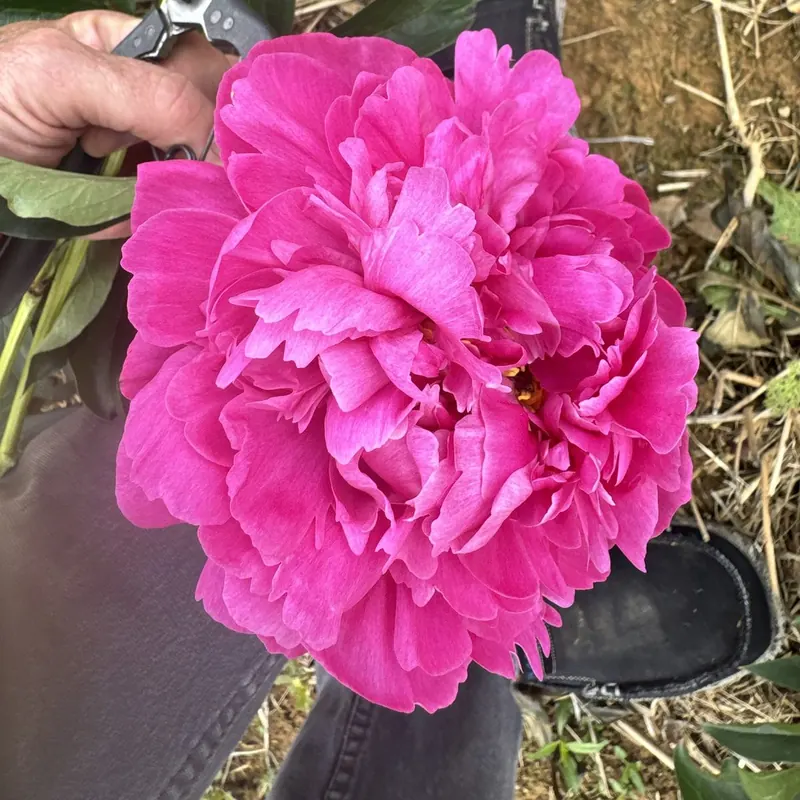 Hand-cut hot pink peony at Little Afton Flowers