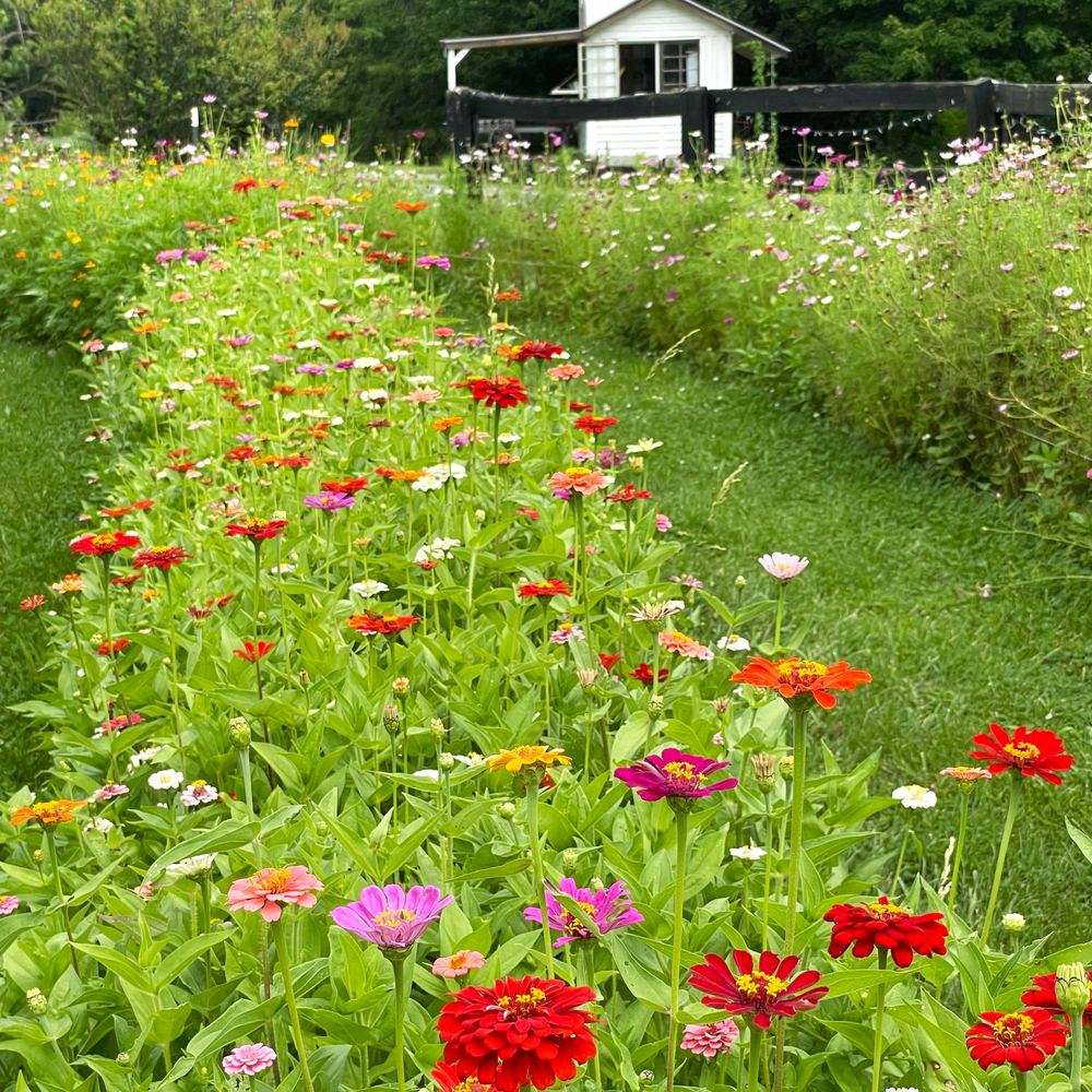 Summer and fall flowers at Little Afton Flowers