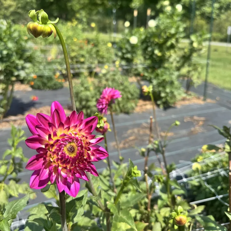 Magenta dahlia in the flower field at Little Afton Flowers