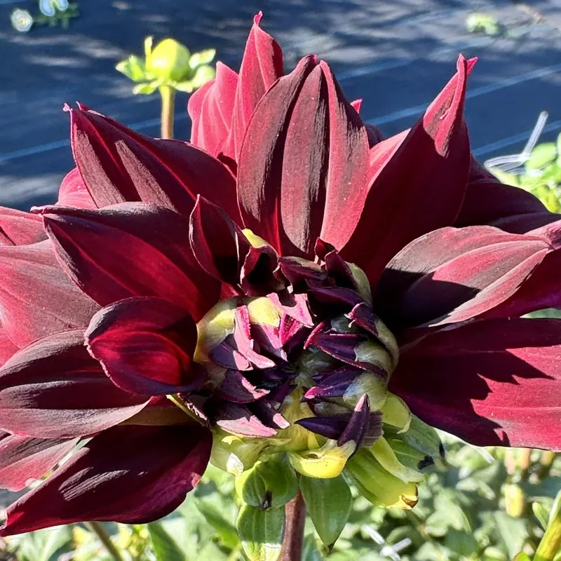 Deep burgundy dahlia at Little Afton Flowers