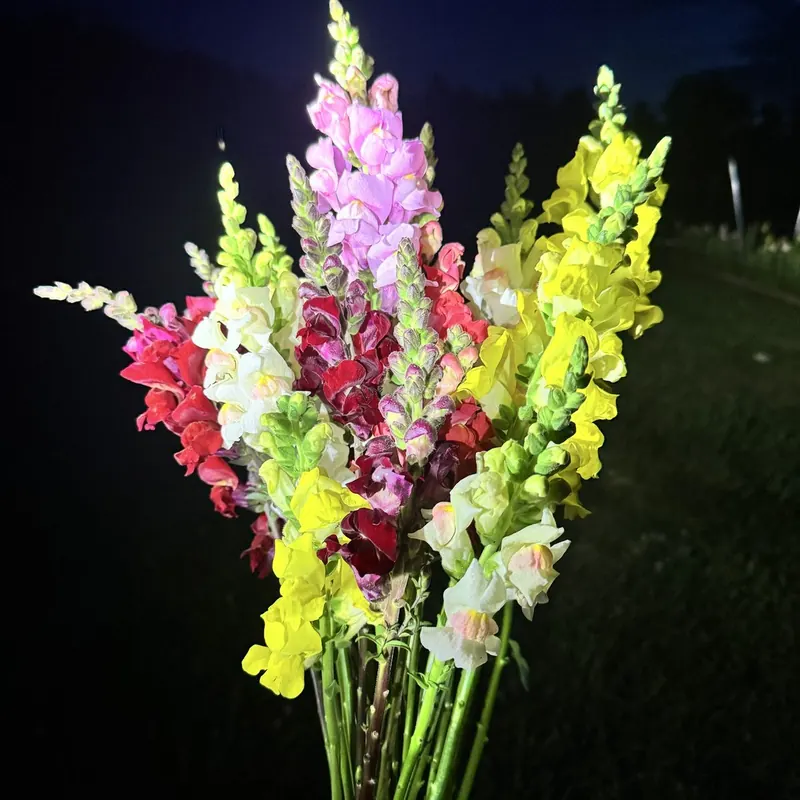 Snapdragon bouquet at Little Afton Flowers