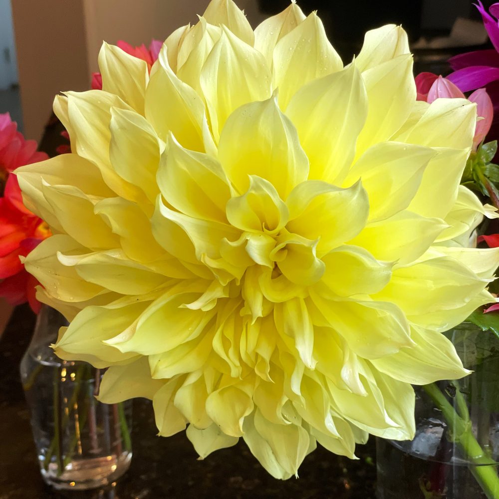 Summer and fall flowers