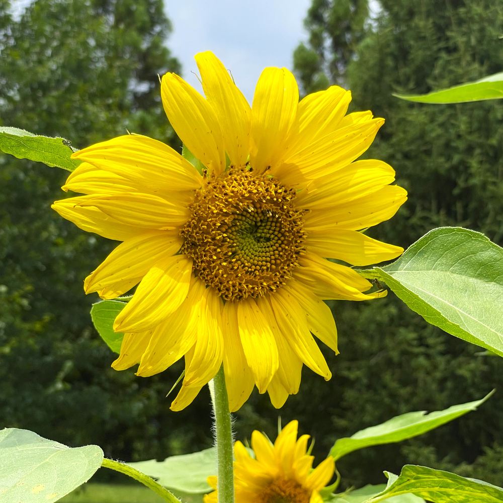 Summer and fall flowers