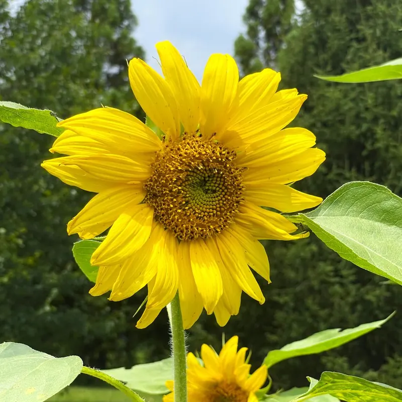 Sunflower at Little Afton Flowers