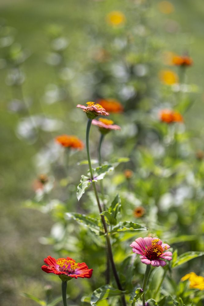 Summer and fall flowers at Little Afton Flowers