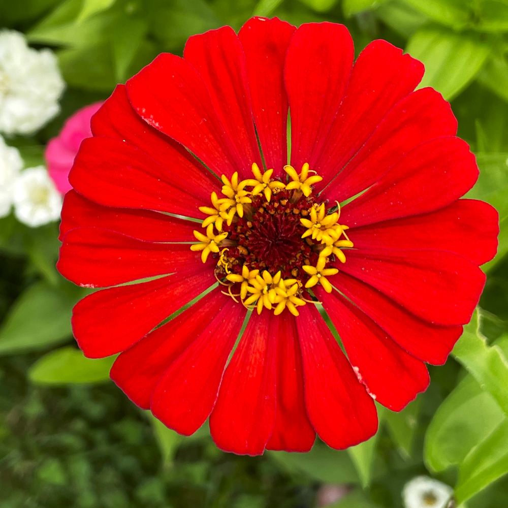 Summer and fall flowers