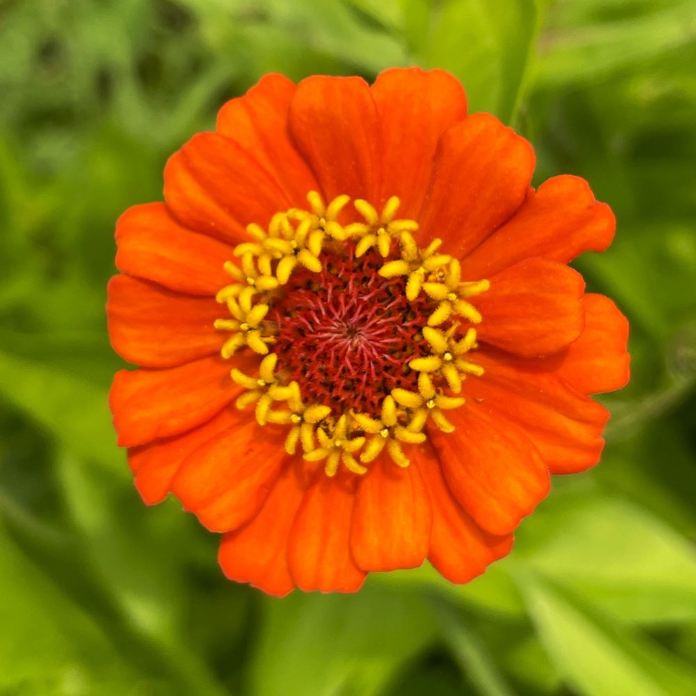 Summer and fall flowers at Little Afton Flowers