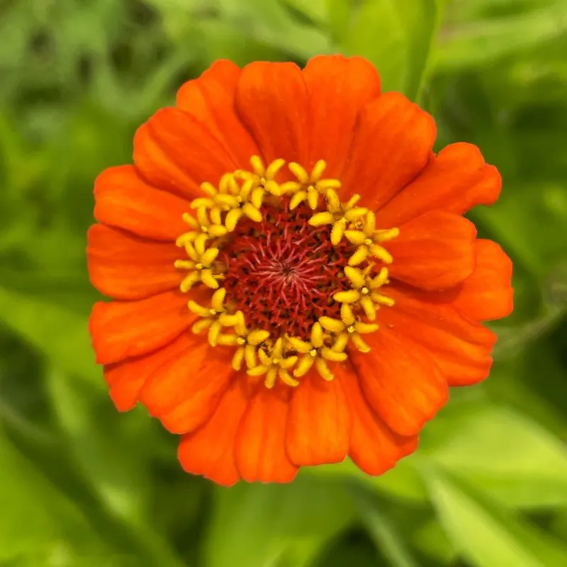 Orange zinnia at Little Afton Flowers