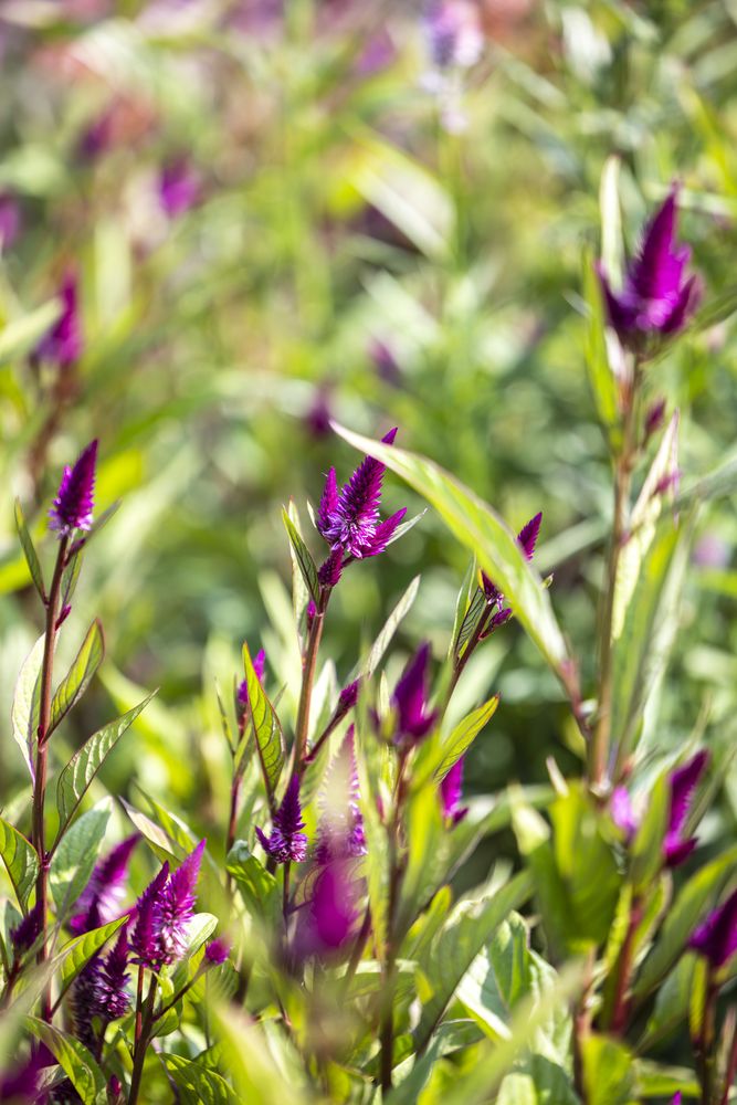 Summer and fall flowers at Little Afton Flowers