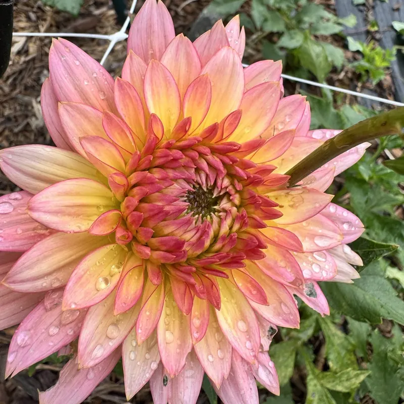 Peach and pink dahlia at Little Afton Flowers