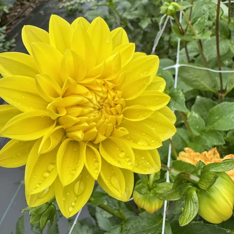 Bright yellow dahlia at Little Afton Flowers