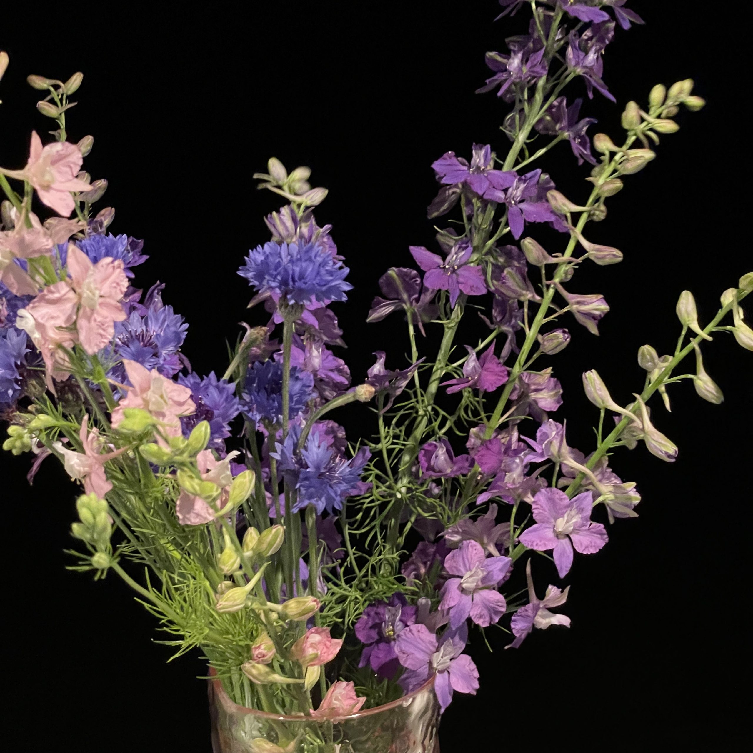 Mixed Larkspur