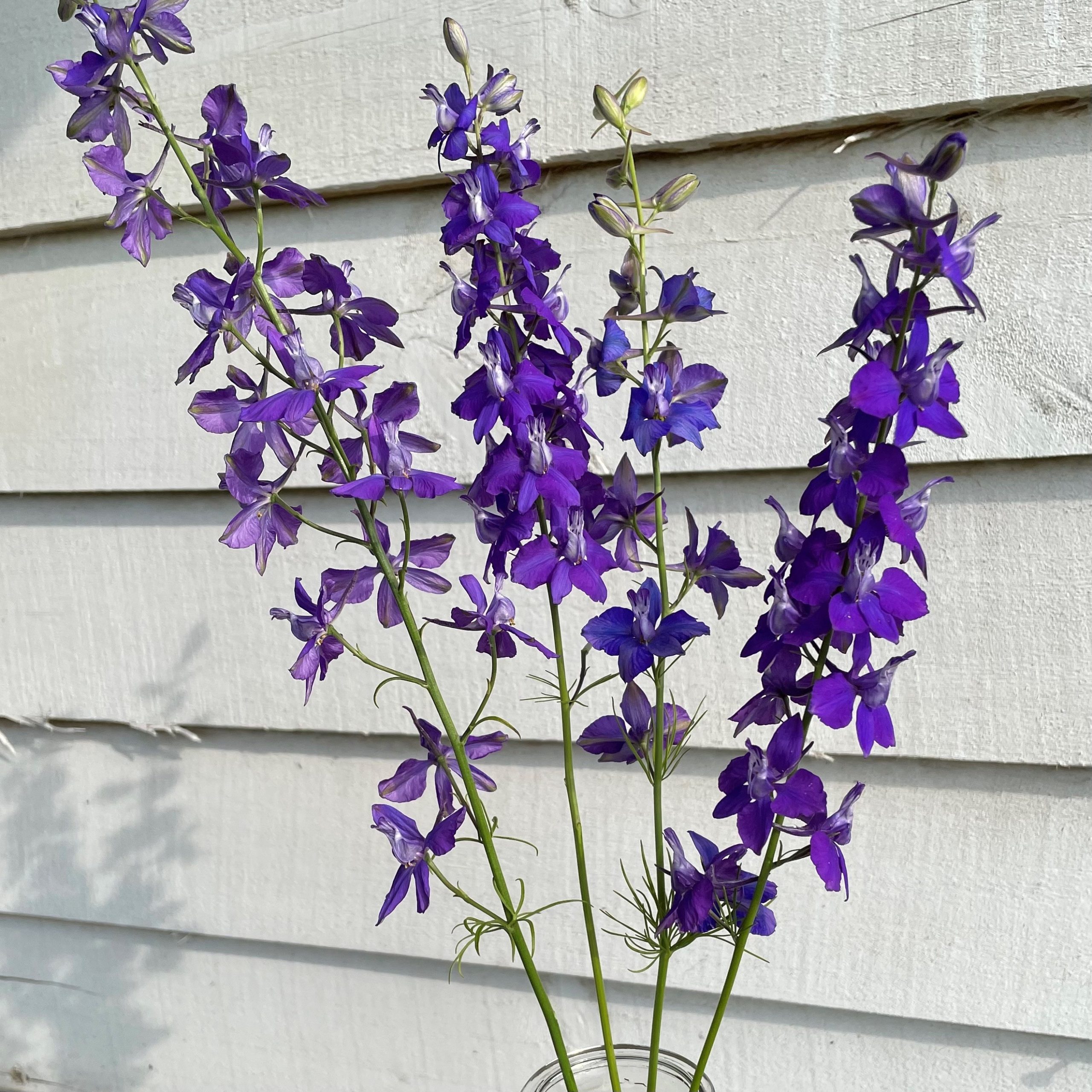 Violet Larkspur 2