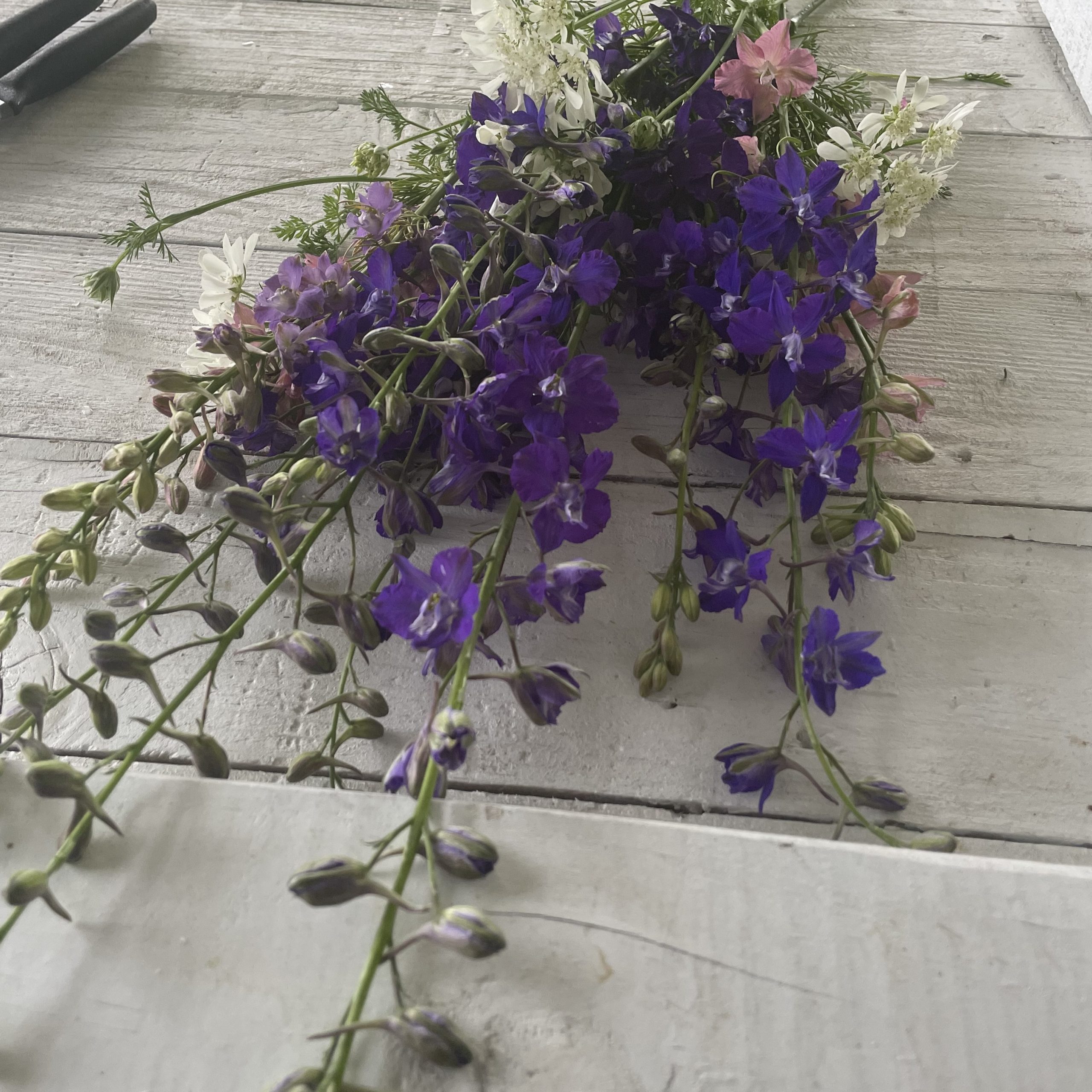 Violet Larkspur